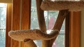 Sasha is so thrilled we brought his Cat tree inside from the gazebo!