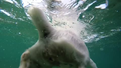 Dog video.Dog swimming. Pet animal