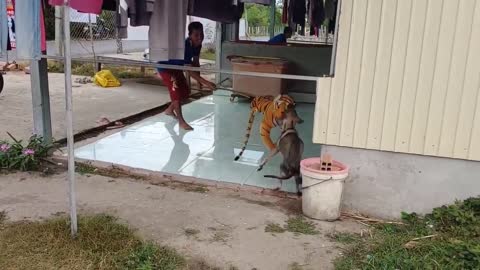 Smart dog scaring by fake leopard