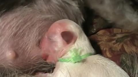 Beautiful Dog Birth!