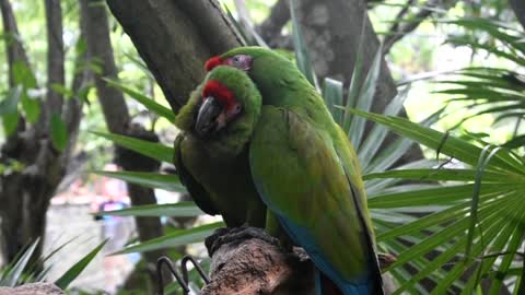 married parrot with love wowwwwww