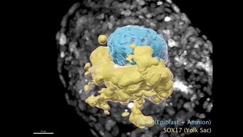 The human-like embryo made without eggs or sperm