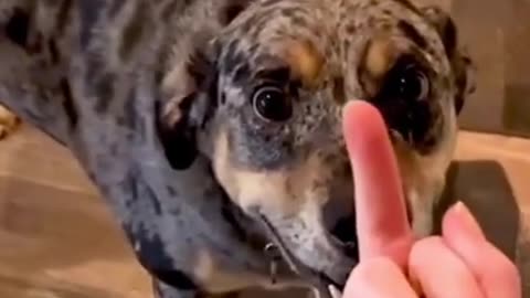 Canines' Hilarious Responses to the Gesture of Disapproval 😂 Watch Volume 25!