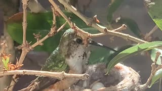 Mama Hummingbird Feeds Her Babies