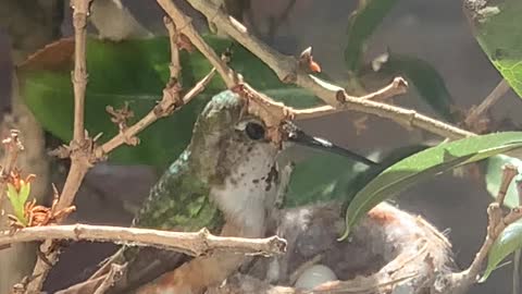 Mama Hummingbird Feeds Her Babies