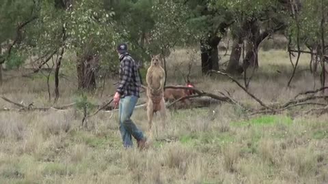 Man punches kangaroo IN THE FACE to save his dog