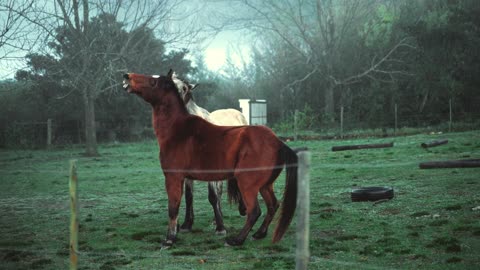 Two horses on pasture land