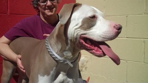 A5038688 Huero | Great Dane / Pit Bull