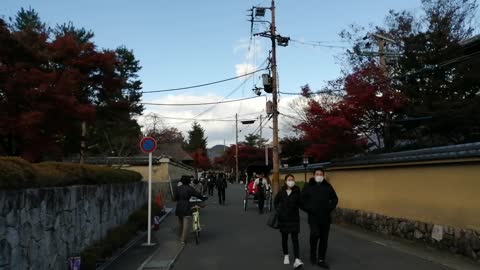 Red leaves Arashiyama Kyoto Japan #6