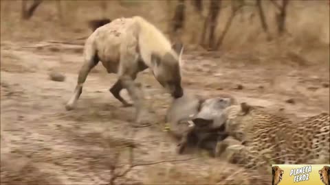 INCREDIBLE HYENA EATS BOAR WHILE A LEOPARD TRYING TO KILL HIM