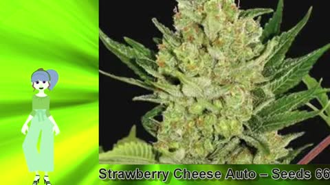 Strawberry Cheese Auto – Seeds 66