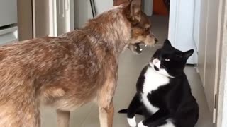 Black and white cat attacks brown dog