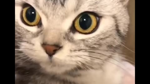 funniest cats Don't try to hold back your laughter