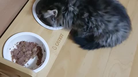 Norwegian Forest Cat Siblings First Meal Since Adoption