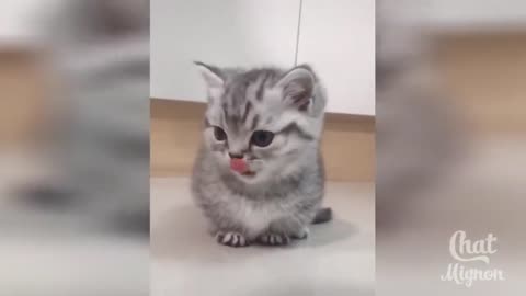 weird and funny cats playing around