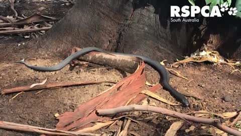 Black Tiger Snake spotted at feeding station _ Kangaroo Island Bushfire
