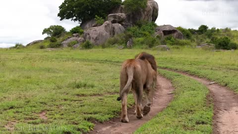 The Serengeti 4K - Scenic Wildlife Film With African Music