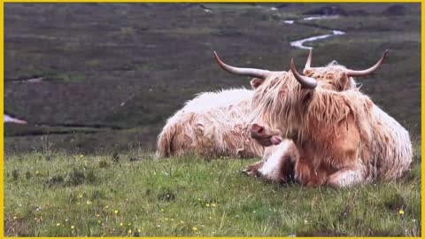 Highlanders bovins the big cow