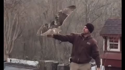 Chris “rescued” this red tail hawk