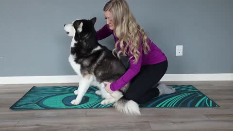 We Mastered Dog Yoga!