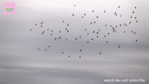 flock of birds flying