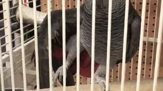 Grey bird in white cage meows