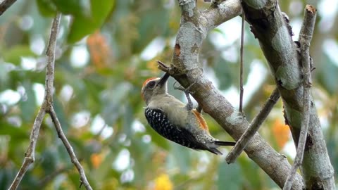 Woodpecker