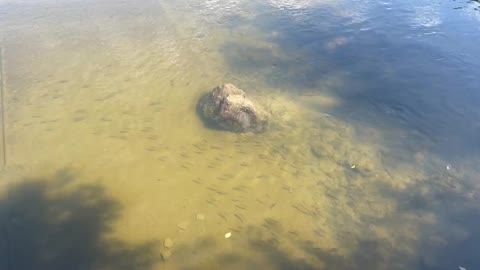 Fish feeding time at Humber River James Gardens Toronto