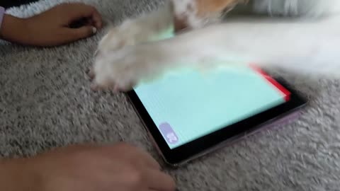 Dog Tries to Catch Beam of Light from Tablet