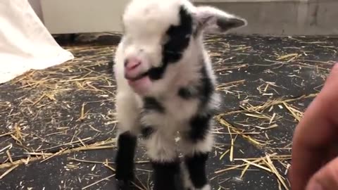 Baby goat making the cutest noise