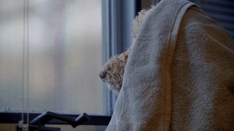 Dog's nose or snout is visible under blanket as pup waits for its owners