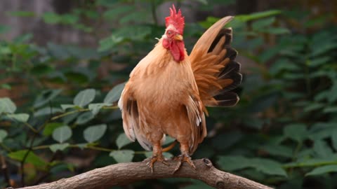 Watch the most beautiful birds and the wonderful sounds of roosters