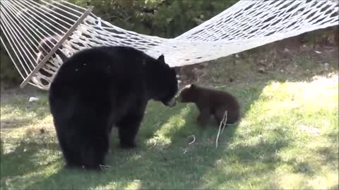 baby bear 🐻 cubs playing video# exiting video