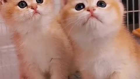 Have A Dose Of These Two Very Cute & Adorable Kittens 😍😍😍