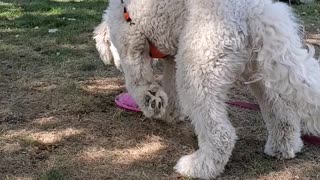 Cute puppy Goldendoodle loves his pink frisbee