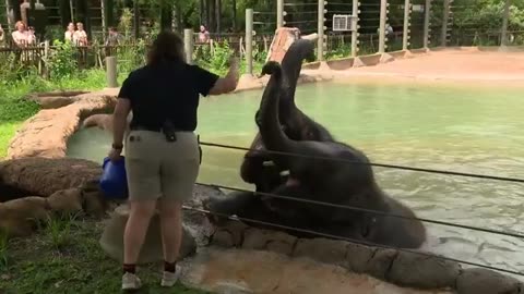 Houston Zoo welcomes new addition to its elephant herd, Chuck