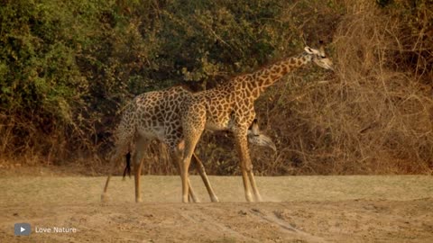 This Is Why Giraffes Are Scarier Than You Thoughts