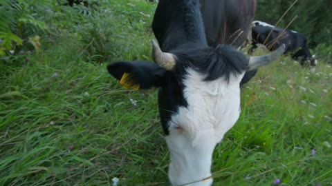 Cows graze in the mountains Carpathians
