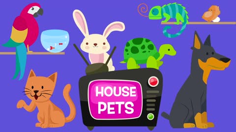 House Pets! | videos for babies, toddlers, kids22
