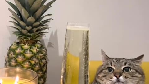 Cat with champagne