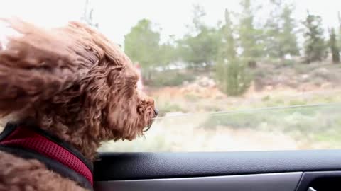 Cutie dog enjoying the fresh air, dog lover, poodle dog, petsTV