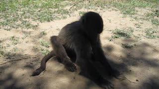 Baby baboon playing in the sand