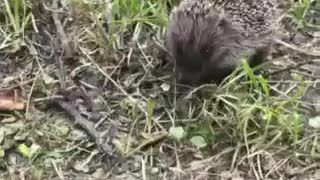 forest hedgehog