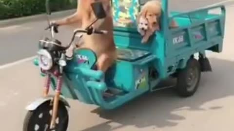 So Funny and Cute Dogs Videos Compilation 2021😊😘😂