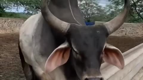 Bull Voice
