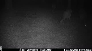 3 Deer (Does) Part 2, 3-22-21