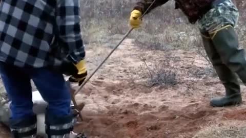 Rescue wild animals when stepping on hunters' traps