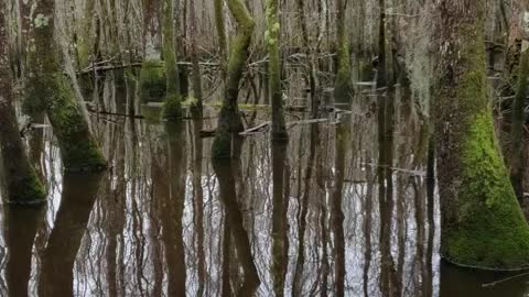 Boat ride through Swamp Park