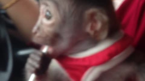Cute little monkey enjoys a lolipop