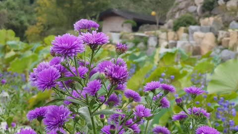 Flowers in a garden